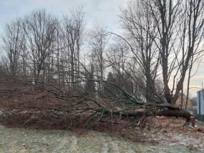 Neues Aufgabengebiet: Holzfällarbeiten