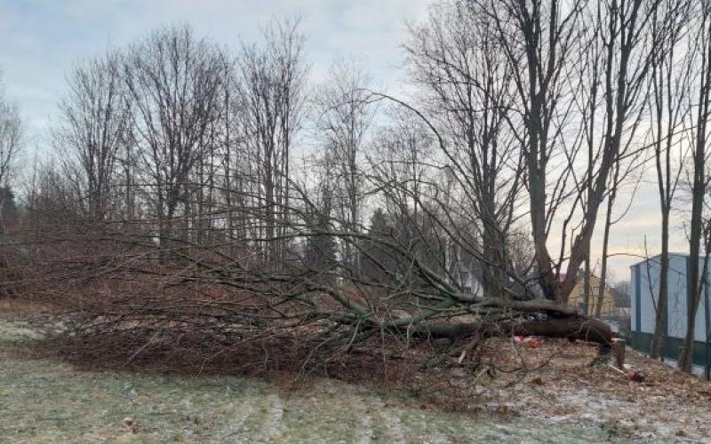 Neues Aufgabengebiet: Holzfällarbeiten